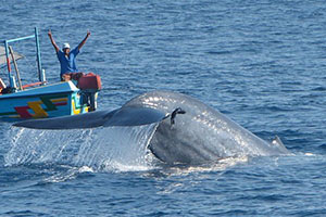 Whale Watching in Mirissa